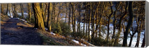 Framed Walkway Passing Through The Forest, Bridgestone Walk, North Yorkshire, England, United Kingdom Print