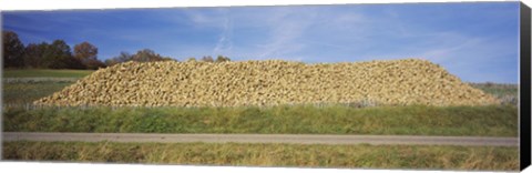 Framed Heap Of Sugar Beets In A Field, Stuttgart, Baden-Wurttemberg, Germany Print