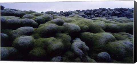 Framed Close-up of moss on rocks, Iceland Print