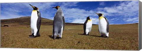 Framed Four King penguins standing on a landscape, Falkland Islands (Aptenodytes patagonicus) Print