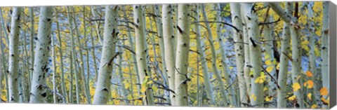 Framed Aspen trees in Spring, Rock Creek Lake, California Print