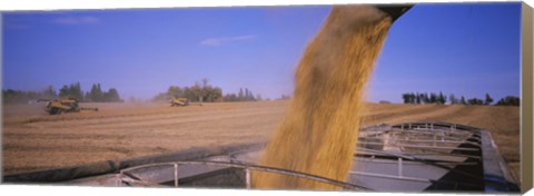 Framed Soybeans harvesting, Minnesota Print