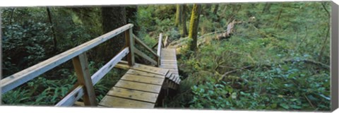 Framed Wooden Path in Pacific Rim National Park Print