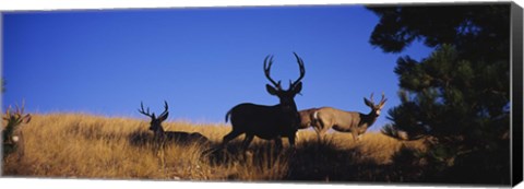 Framed Mule Deer Print