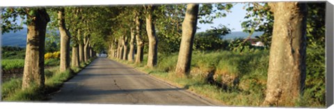 Framed Trees along a road, Vaucluse, Provence, France Print