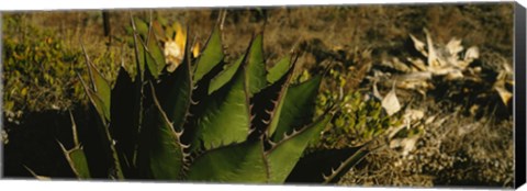 Framed Close-up of an aloe vera plant, Baja California, Mexico Print