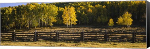 Framed Wooden fence and Aspen trees in a field, Telluride, San Miguel County, Colorado, USA Print