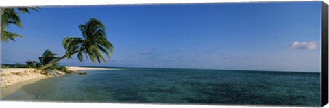 Framed Palm tree overhanging on the beach, Laughing Bird Caye, Victoria Channel, Belize Print