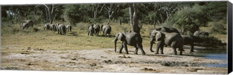 Framed African elephants (Loxodonta africana) in a forest, Hwange National Park, Matabeleland North, Zimbabwe Print