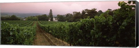 Framed Vineyard with a Cape Dutch style house, Vergelegen, Capetown near Somerset West, Western Cape Province, South Africa Print