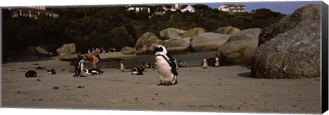 Framed Colony of Jackass penguins with tourists, Boulder Beach, False Bay, Cape Town, Western Cape Province, Republic of South Africa Print