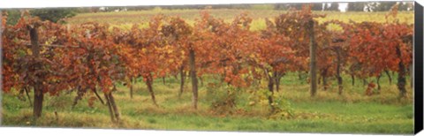 Framed Vineyard on a landscape, Apennines, Emilia-Romagna, Italy Print