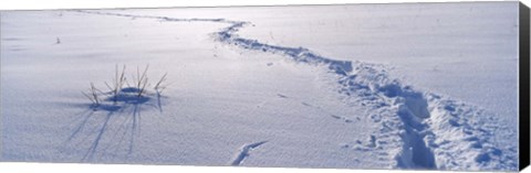 Framed Track on a snow covered landscape, Apennines, Emilia-Romagna, Italy Print