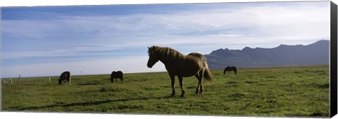 Framed Icelandic horses in a field, Svinafell, Iceland Print