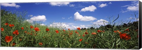 Framed Red poppies blooming in a field, Baden-Wurttemberg, Germany Print