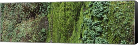 Framed Ferns and moss covered hill, Columbia River Gorge, Oregon, USA Print