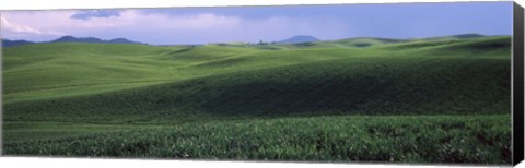 Framed Wheat field on a rolling landscape, near Pullman, Washington State, USA Print