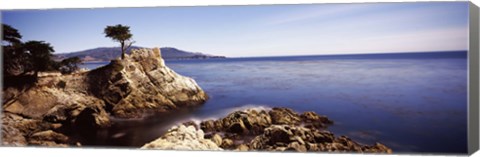 Framed Cypress tree at the coast, The Lone Cypress, 17 mile Drive, Carmel, California Print