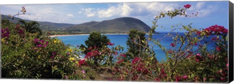 Framed Tropical flowers at the seaside, Deshaies Beach, Deshaies, Guadeloupe Print