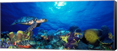 Framed Hawksbill turtle (Eretmochelys Imbricata) and French angelfish (Pomacanthus paru) with Stoplight Parrotfish (Sparisoma viride) Print