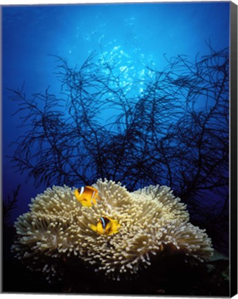 Framed Mat anemone and Allard&#39;s anemonefish (Amphiprion allardi) in the ocean Print