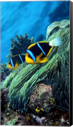 Framed Allard&#39;s anemonefish (Amphiprion allardi) in the ocean Print