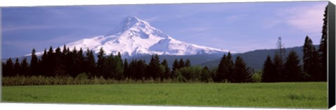 Framed Field with a snowcapped mountain in the background, Mt Hood, Oregon (horizontal) Print