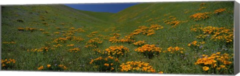 Framed Orange Wildflowers on a hillside, California Print