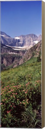 Framed Alpine wildflowers on a landscape, US Glacier National Park, Montana, USA Print