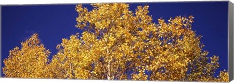 Framed Aspen trees against a Blue Sky, Colorado Print