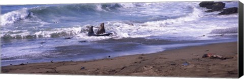 Framed Elephant seals in the sea, San Luis Obispo County, California, USA Print