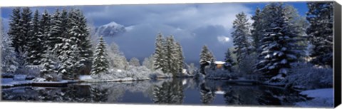 Framed Reflection of tree in a creek, Spring Creek, Mt Rundle, Canmore, Alberta, Canada Print