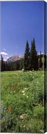 Framed Wildflowers in a forest, Crested Butte, Gunnison County, Colorado, USA Print