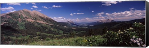 Framed Wildflowers with mountains in the background, Crested Butte, Gunnison County, Colorado, USA Print