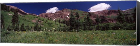 Framed Forest, Crested Butte, Gunnison County, Colorado, USA Print