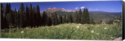 Framed Forest, Kebler Pass, Crested Butte, Gunnison County, Colorado, USA Print