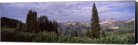 Framed Forest, Washington Gulch Trail, Crested Butte, Gunnison County, Colorado (horizontal) Print