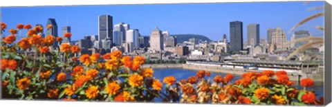 Framed Blooming flowers with city skyline in the background, Montreal, Quebec, Canada 2010 Print
