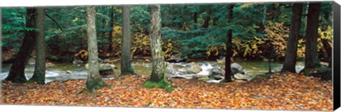 Framed River flowing through a forest, White Mountain National Forest, New Hampshire, USA Print