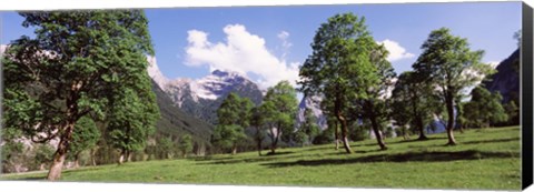 Framed Maple trees with mountain range in the background, Karwendel Mountains, Risstal Valley, Hinterriss, Tyrol, Austria Print