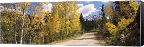 Framed Aspen trees on both sides of a road, Old Lime Creek Road, Cascade, El Paso County, Colorado, USA Print