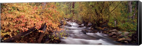 Framed Stream flowing through a forest Print