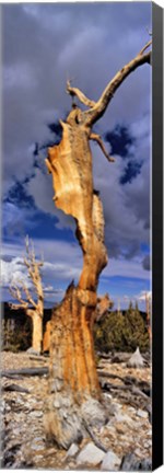 Framed Bristlecone pine trees (Pinus longaeva) on a landscape, White Mountain, California, USA Print