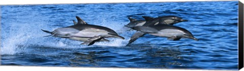 Framed Dolphins in the sea Print