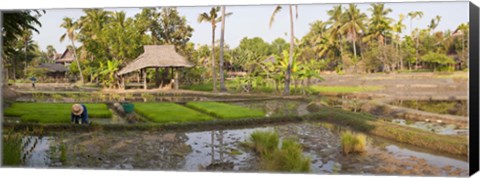 Framed Farmer working in a rice field, Chiang Mai, Thailand Print