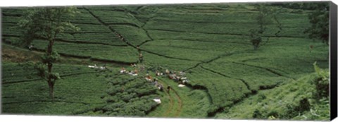 Framed Tea plantation, Java, Indonesia Print