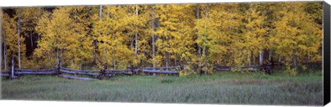 Framed Forest, State Highway 62, Ridgway, Colorado Print