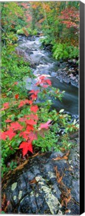 Framed River flowing through a forest, Black River, Upper Peninsula, Michigan (vertical) Print