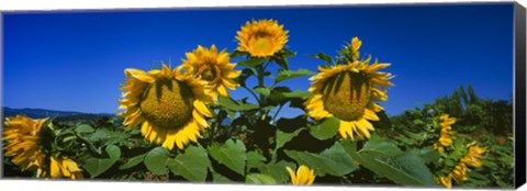 Framed Sunflowers in a field, Hood River, Oregon Print