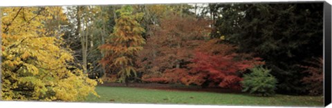 Framed Autumn tree, Gloucestershire, England Print